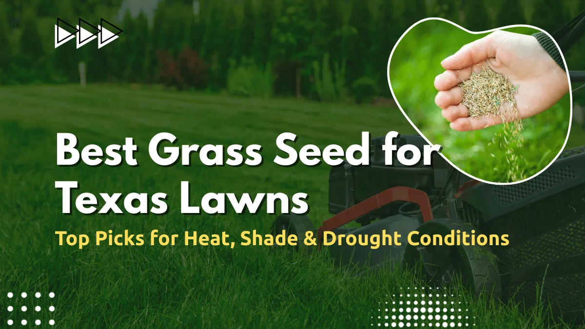 Best Grass Seed for Texas Lawns
