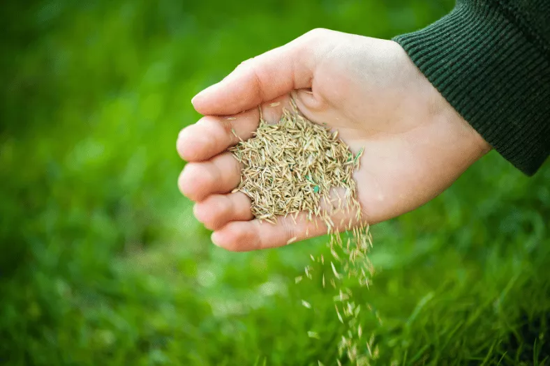 Best Time to Plant Grass Seed in Texas for a Thick, Healthy Lawn 1 Best Time to Plant Grass Seed in Texas by Season