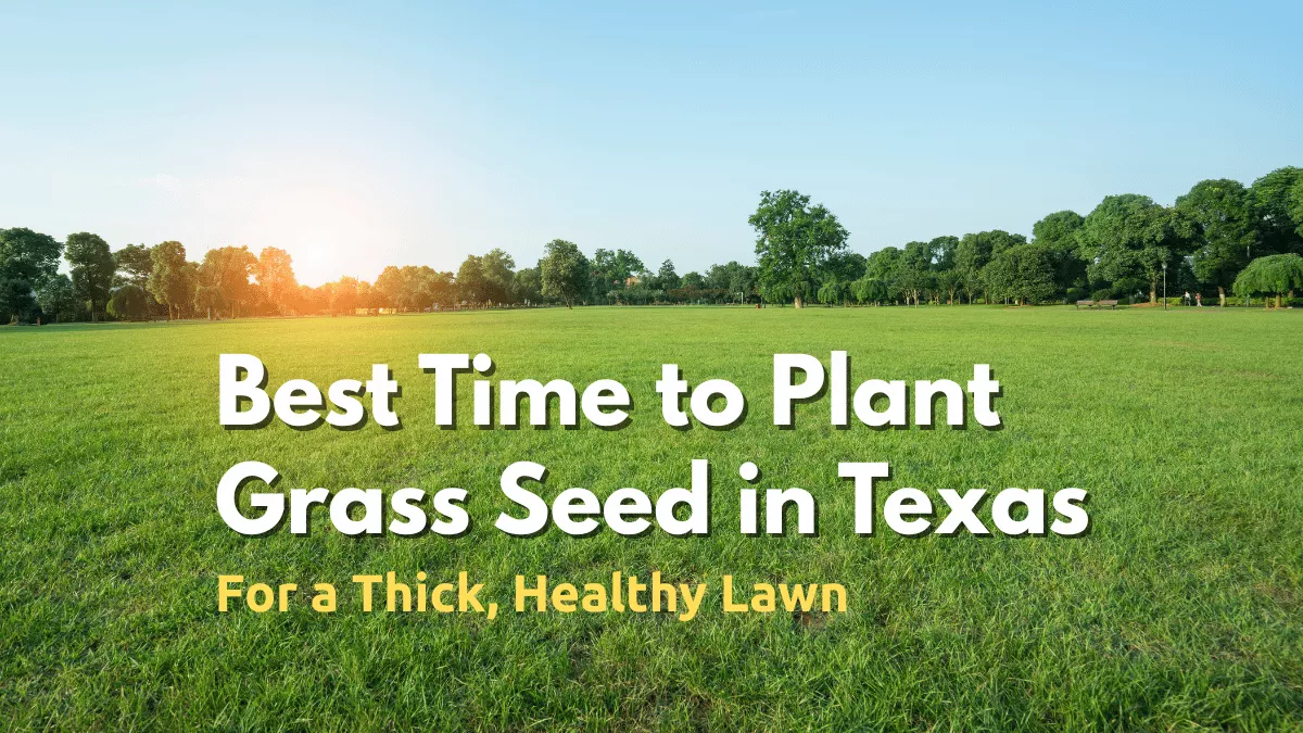 Best Time to Plant Grass Seed in Texas for a Thick, Healthy Lawn