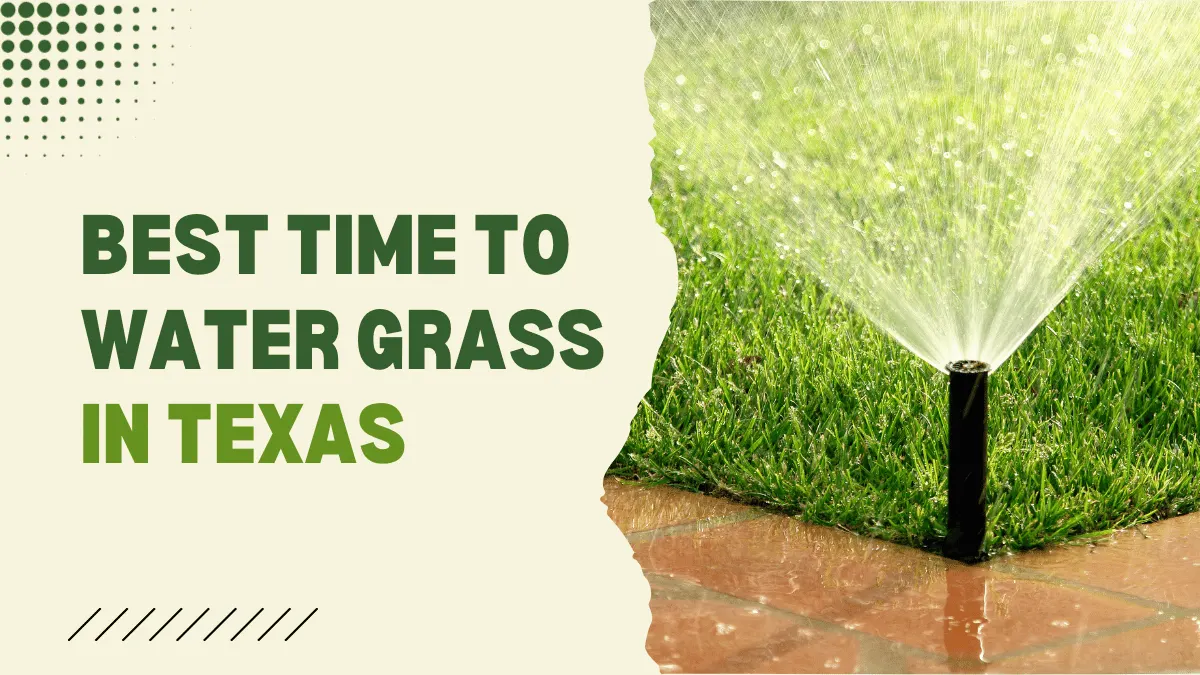Best Time to Water Grass in Texas Daily Schedule for a Healthy Lawn
