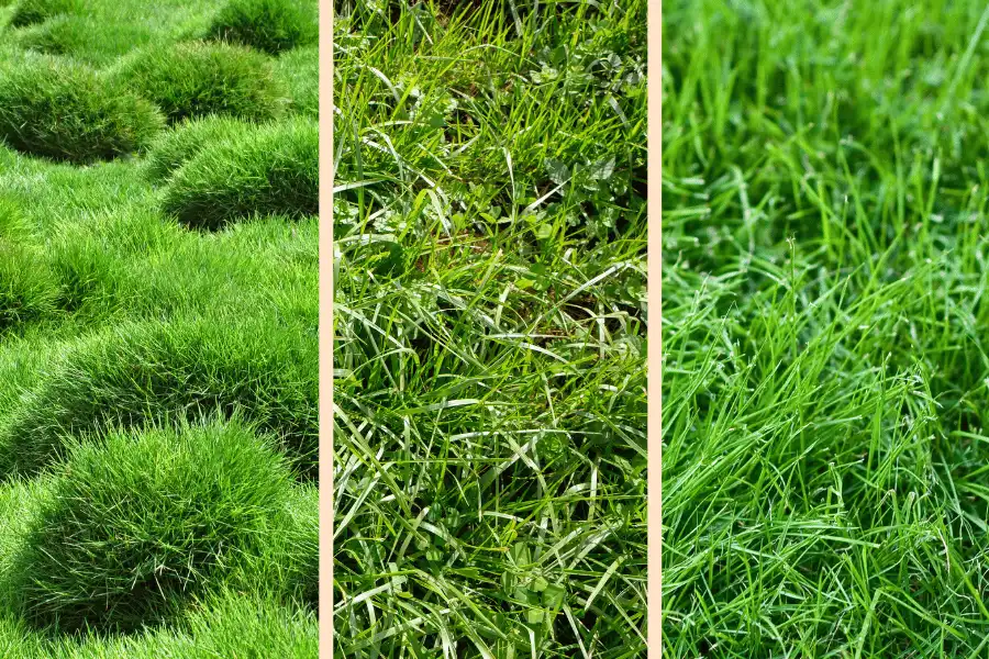 Texas Climate Zones and Grass Adaptation