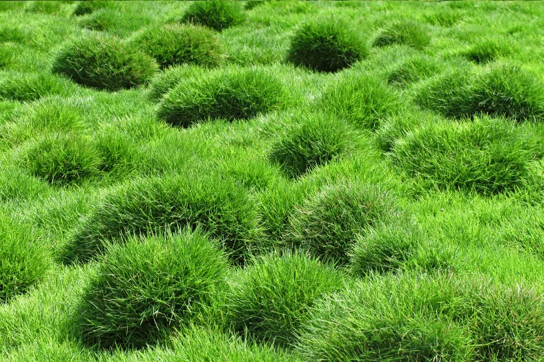 Best Time to Plant Grass Seed in Texas for a Thick, Healthy Lawn 2 Zoysia Grass Planting Window